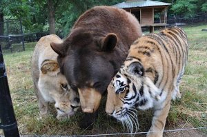 resilienciamag.com - Leão, tigre e urso se tornam amigos após serem resgatados.