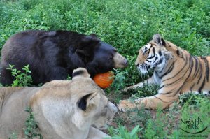 resilienciamag.com - Leão, tigre e urso se tornam amigos após serem resgatados.