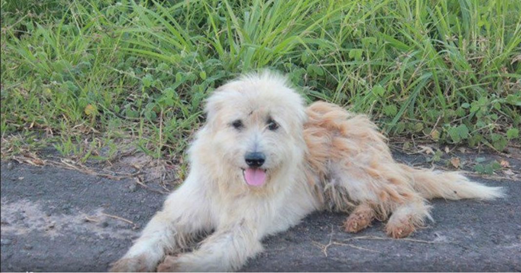 Cachorro esperou 4 anos por seus donos na beira da estrada, mas quando eles voltaram para pegá-lo, ele não quis ir!