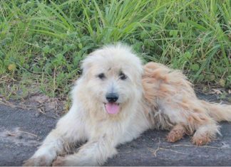 Cachorro esperou 4 anos por seus donos na beira da estrada, mas quando eles voltaram para pegá-lo, ele não quis ir!