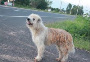 resilienciamag.com - Cachorro esperou 4 anos por seus donos na beira da estrada, mas quando eles voltaram para pegá-lo, ele não quis ir!