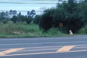 resilienciamag.com - Cachorro esperou 4 anos por seus donos na beira da estrada, mas quando eles voltaram para pegá-lo, ele não quis ir!