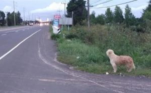 resilienciamag.com - Cachorro esperou 4 anos por seus donos na beira da estrada, mas quando eles voltaram para pegá-lo, ele não quis ir!