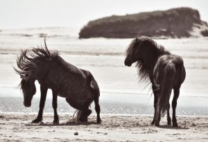 resilienciamag.com - Esta mulher mora sozinha em uma pequena ilha desabitada no Atlântico há 40 anos