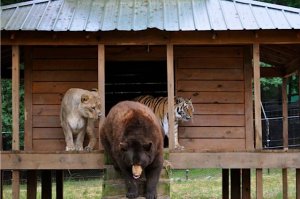 resilienciamag.com - Leão, tigre e urso se tornam amigos após serem resgatados.