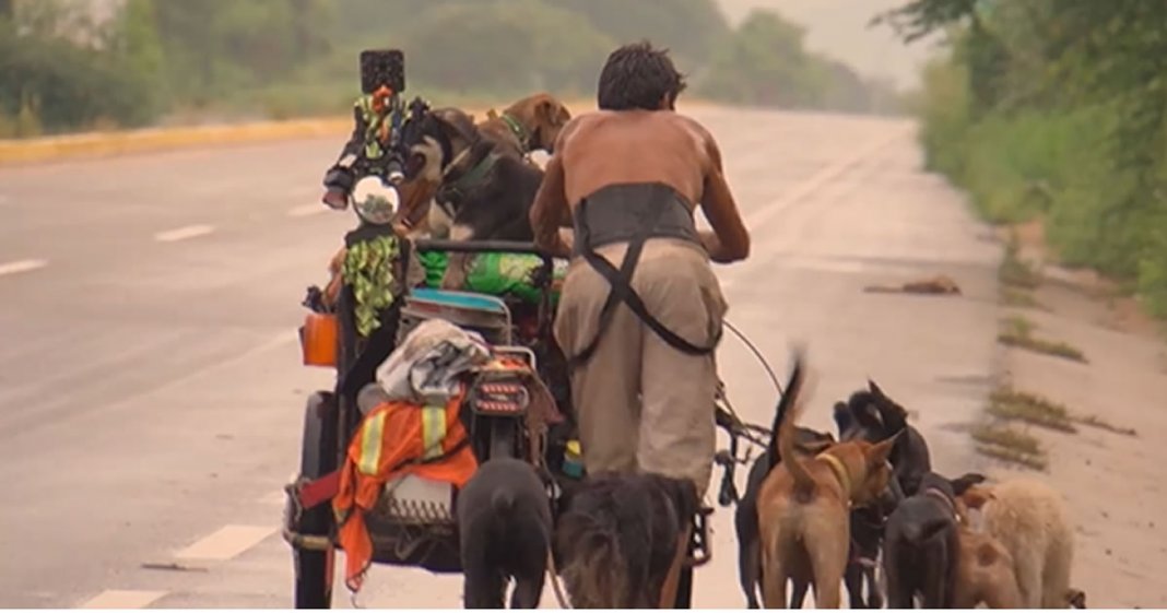 Homem percorre país salvando cães doentes e feridos: vídeo