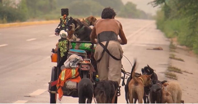 homem-percorre-o-pais-salvando-caes-de-rua