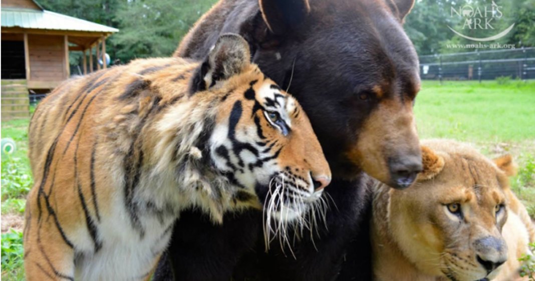 Leão, tigre e urso se tornam amigos após serem resgatados.