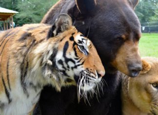 Leão, tigre e urso se tornam amigos após serem resgatados.