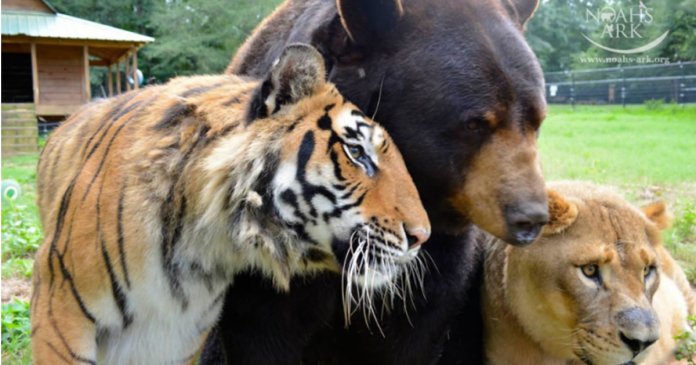 leao-tigre-e-urso-se-tornam-amigos-apos-serem-resgatados