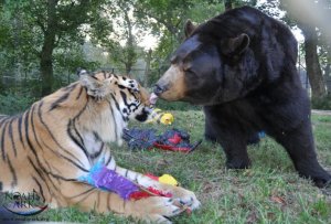 resilienciamag.com - Leão, tigre e urso se tornam amigos após serem resgatados.