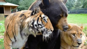 resilienciamag.com - Leão, tigre e urso se tornam amigos após serem resgatados.