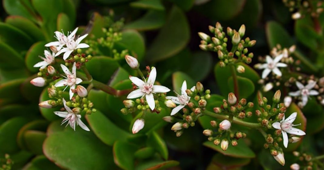 Planta do dinheiro é utilizada no Japão para atrair prosperidade