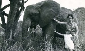 resilienciamag.com - Elefantes resgatados fazem fila para abraçar a mulher que os criou!