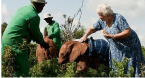 resilienciamag.com - Elefantes resgatados fazem fila para abra&ccedil;ar a mulher que os criou!