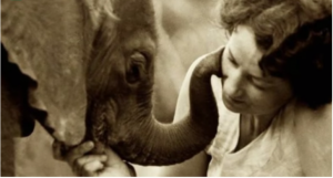 resilienciamag.com - Elefantes resgatados fazem fila para abraçar a mulher que os criou!
