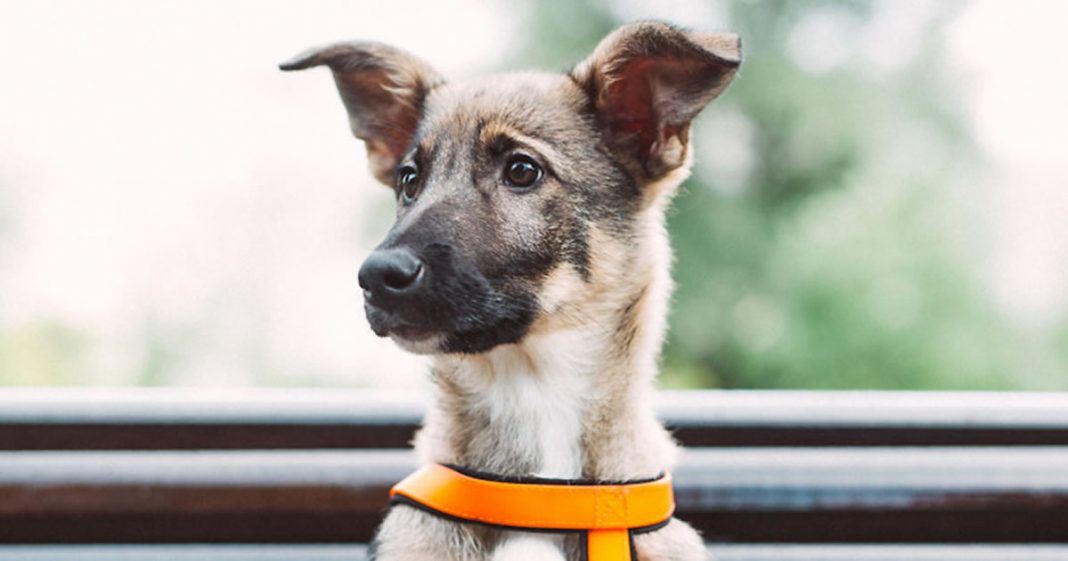 A perda de um cão é devastadora! O que eles têm que os tornam tão preciosos para nós?