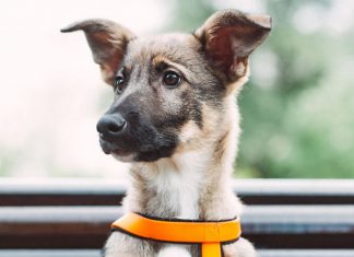 A perda de um cão é devastadora! O que eles têm que os tornam tão preciosos para nós?