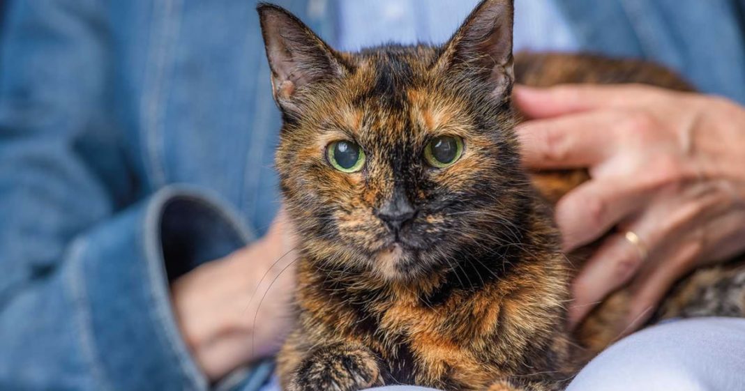 Um gato ajudou uma família a reencontrar o caminho da fé! Uma história de superação e amor!