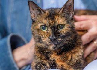 Um gato ajudou uma família a reencontrar o caminho da fé! Uma história de superação e amor!