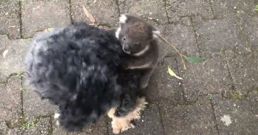 Coala bebê confuso pensa que um cão é a sua mãe:Vídeo muito fofo!