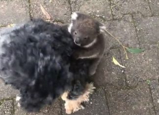 Coala bebê confuso pensa que um cão é a sua mãe:Vídeo muito fofo!