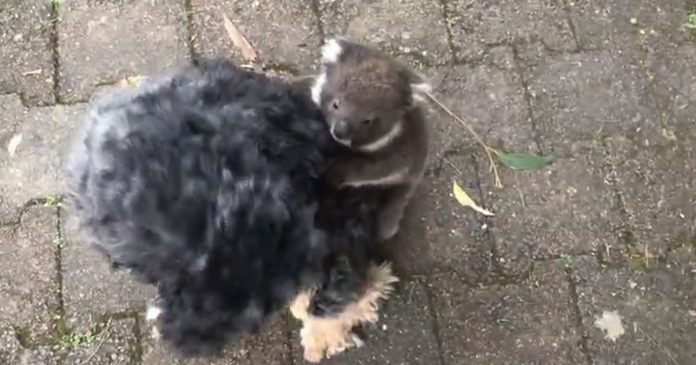 coala-bebe-confunde-pensa-que-um-cao-e-a-sua-maevideo-muito-fofo