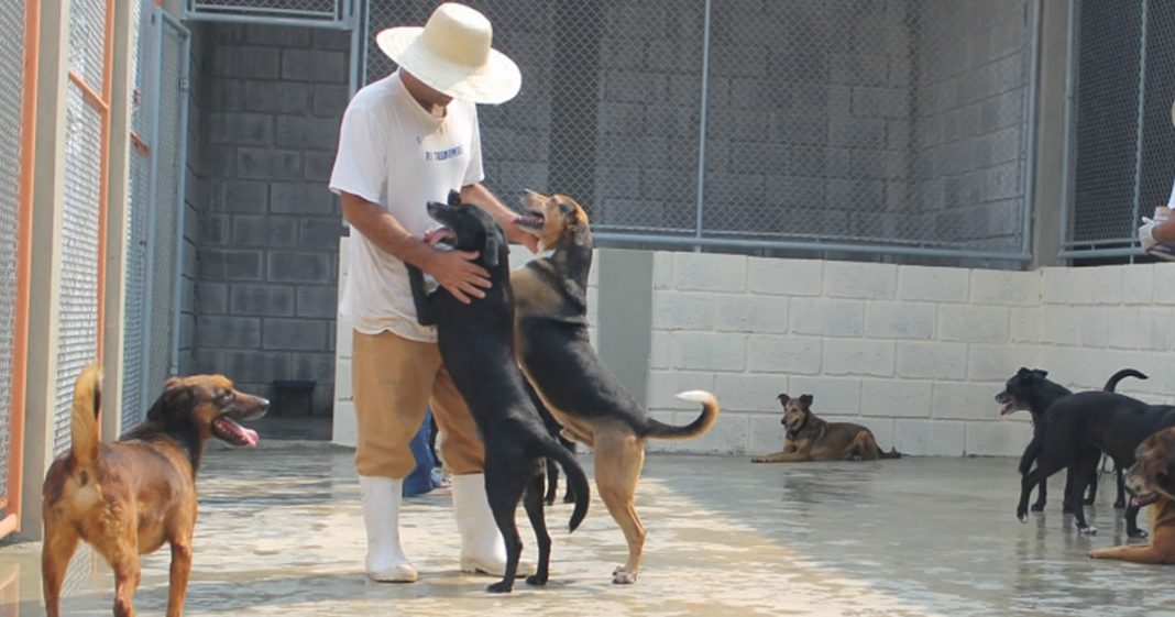 Projeto une presos e animais abandonados para ensinar a eles responsabilidade e afetividade