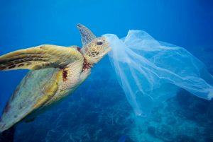 resilienciamag.com - Biólogo cria sacola de mandioca que vira comida para animais marinhos!