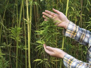 resilienciamag.com - Entenda como a maconha pode limpar solos contaminados e radioativos