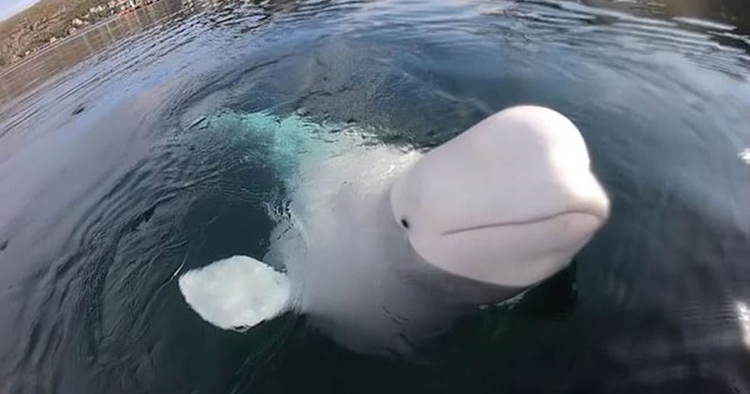 Baleias Beluga também podem ficar doentes com coronavírus