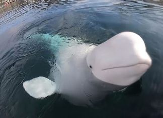 Baleias Beluga também podem ficar doentes com coronavírus