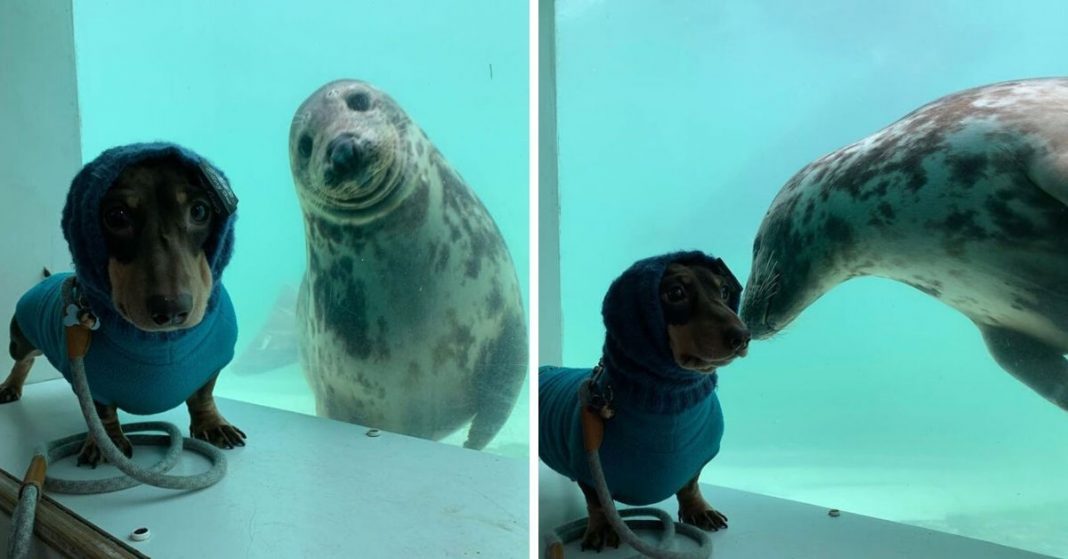 Cachorro conhece foca durante férias e tornam-se melhores amigos