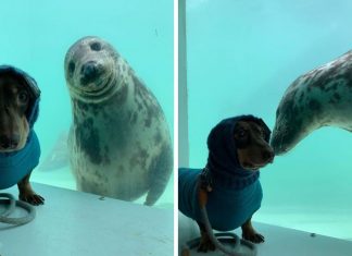 Cachorro conhece foca durante férias e tornam-se melhores amigos