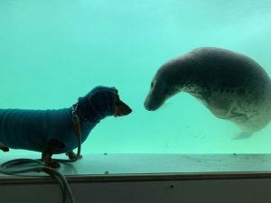 resilienciamag.com - Cachorro conhece foca durante férias e tornam-se melhores amigos