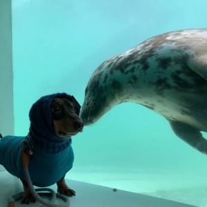 resilienciamag.com - Cachorro conhece foca durante férias e tornam-se melhores amigos
