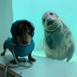 resilienciamag.com - Cachorro conhece foca durante férias e tornam-se melhores amigos