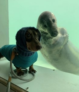 resilienciamag.com - Cachorro conhece foca durante férias e tornam-se melhores amigos