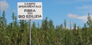 resilienciamag.com - Entenda como a maconha pode limpar solos contaminados e radioativos