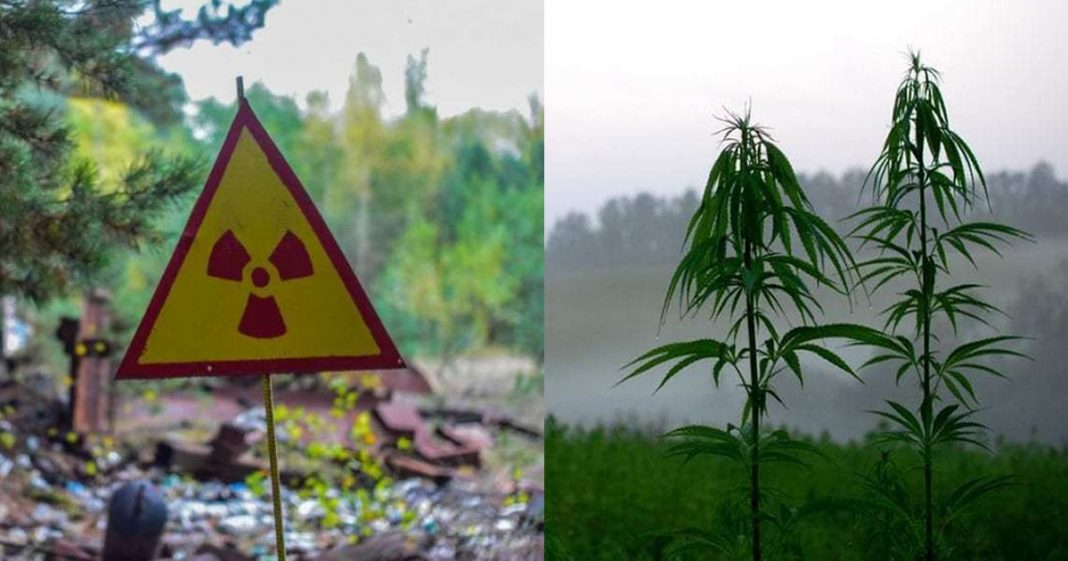 Entenda como a maconha pode limpar solos contaminados e radioativos