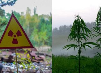 Entenda como a maconha pode limpar solos contaminados e radioativos