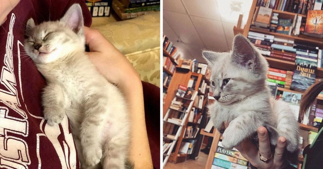 Gatinhos andam à solta em livraria no Canadá e podem até ser adotados