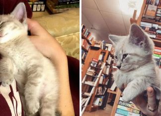 Gatinhos andam à solta em livraria no Canadá e podem até ser adotados