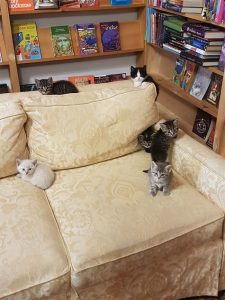 resilienciamag.com - Gatinhos andam à solta em livraria no Canadá e podem até ser adotados