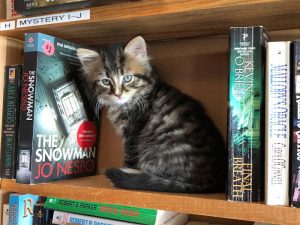 resilienciamag.com - Gatinhos andam à solta em livraria no Canadá e podem até ser adotados