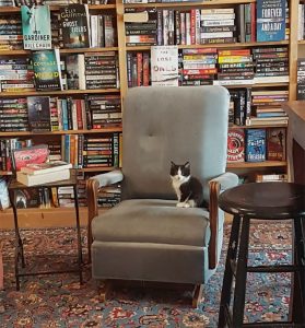 resilienciamag.com - Gatinhos andam à solta em livraria no Canadá e podem até ser adotados