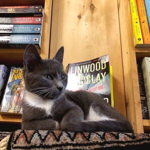 resilienciamag.com - Gatinhos andam à solta em livraria no Canadá e podem até ser adotados