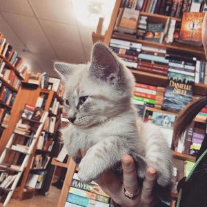 resilienciamag.com - Gatinhos andam à solta em livraria no Canadá e podem até ser adotados