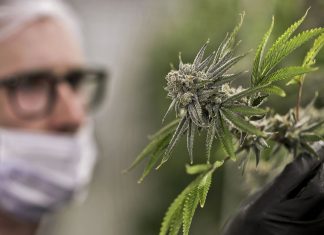 Da demonização à santificação da maconha: Estudos avançam e pesquisadores se surpreendem!