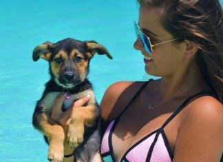 Nesta ilha paradisíaca podes levar cachorros resgatados a passear na praia